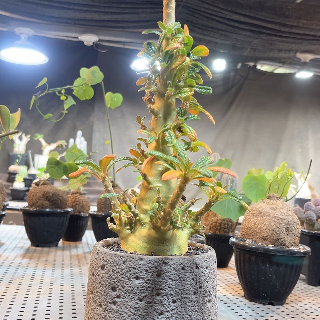 实生巨流觞111111111