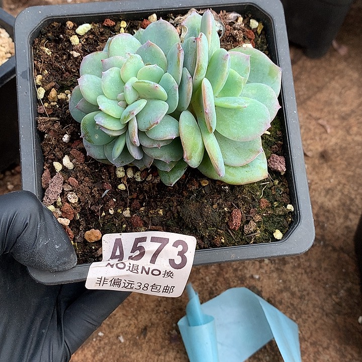 白凤缀化573 有侧切 需要延迟发货