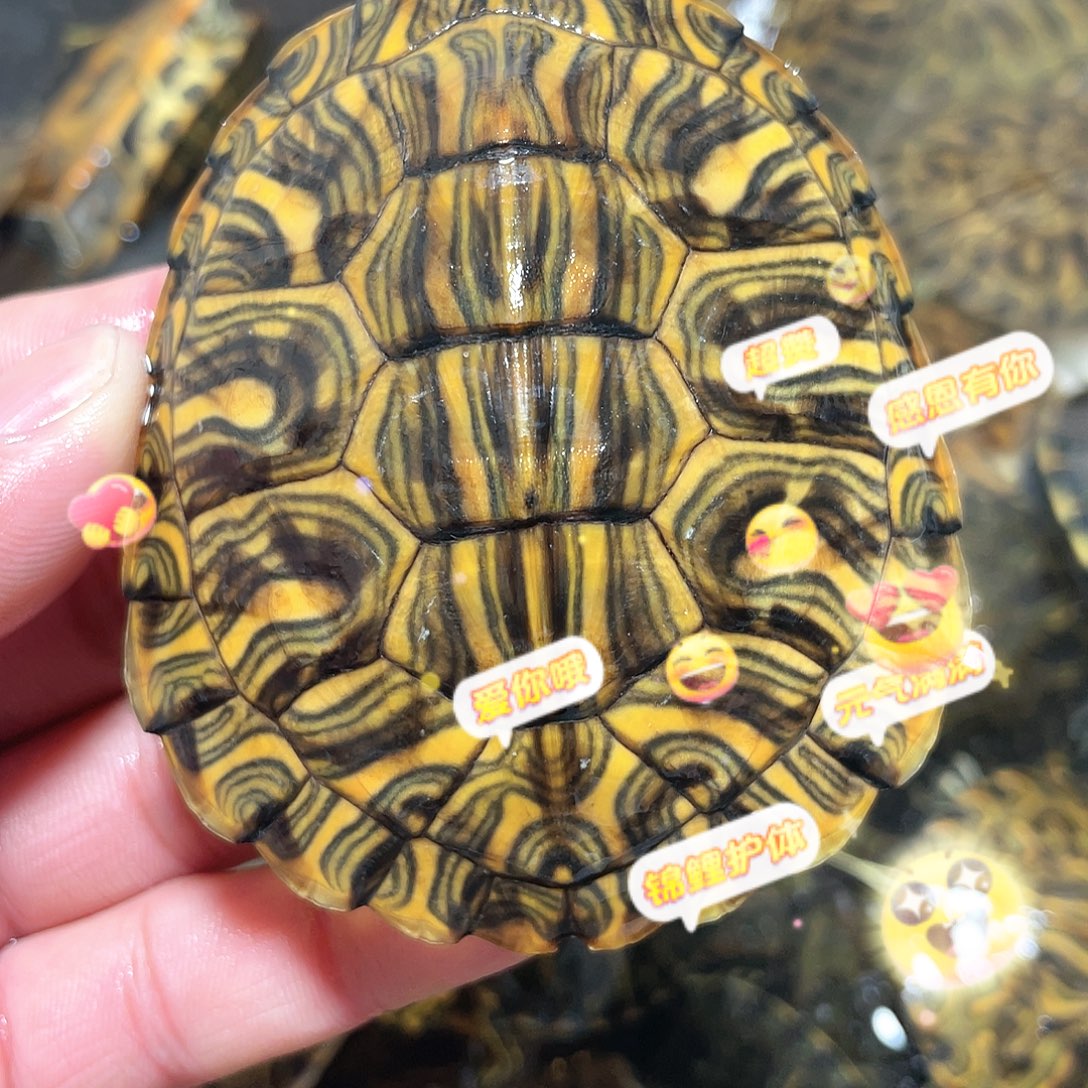 宠物龟不分公母7.6