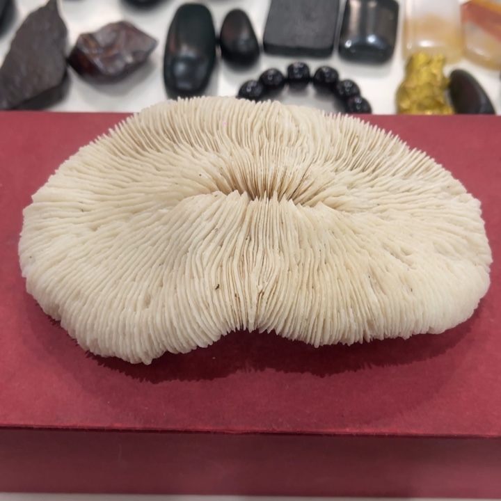 看***看玉新疆珊瑚化石 1