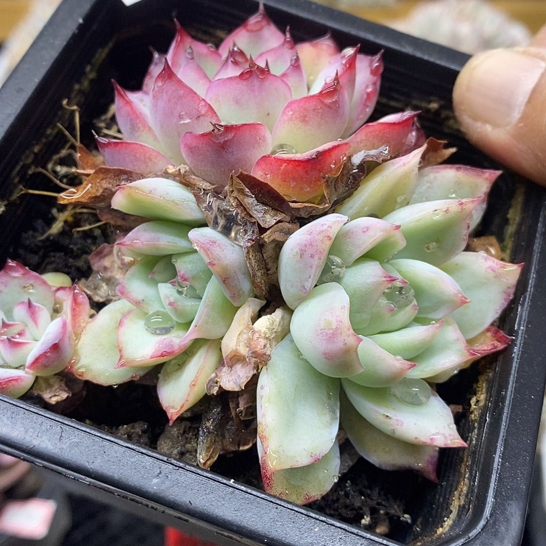 1016 荷花锦双头