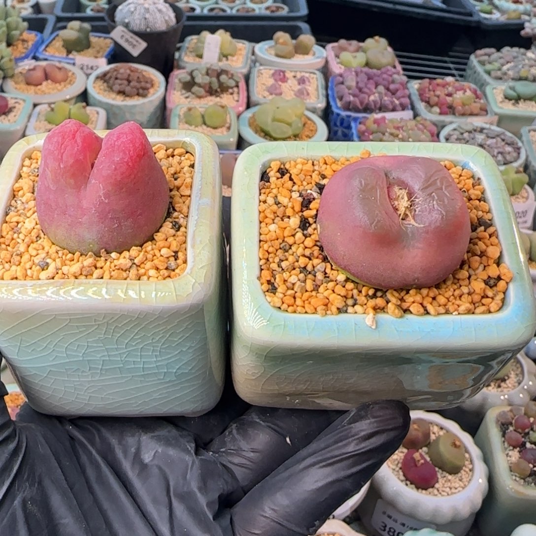 桑***A3874--一物一拍 带盆