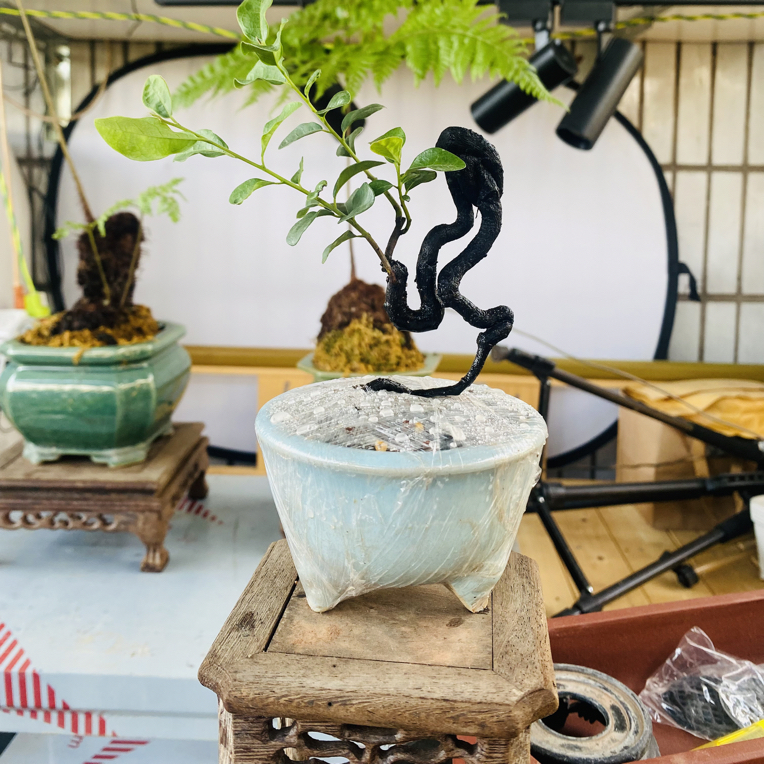 金弹子盆景掌玩绿植四季常青可作茶台小品园艺好物