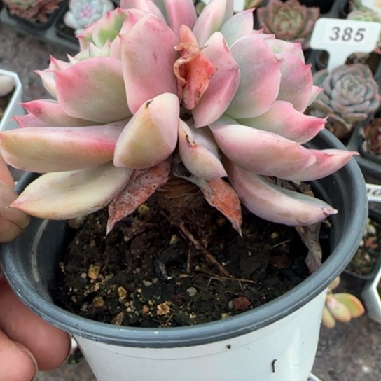 380绮罗锦多肉植物多