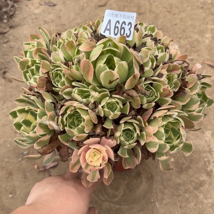 初恋……多肉植物……