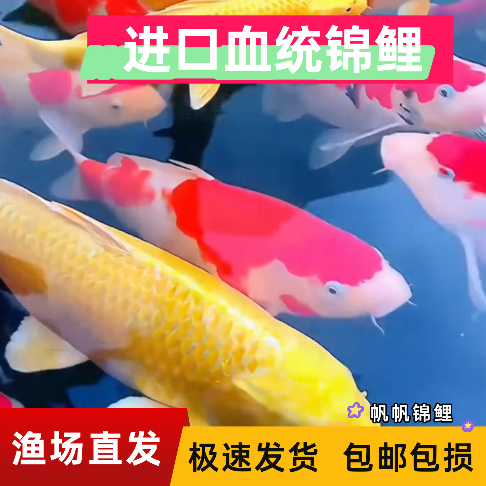 【17-20cn5条送2发7条】多种颜色混合搭配观赏鱼淡水冷水鱼好养耐活