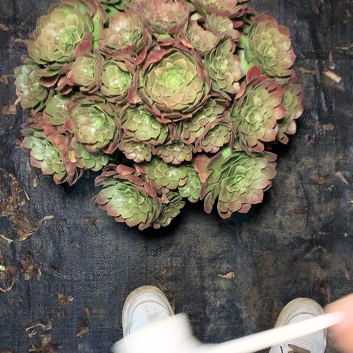 多肉多肉多肉万圣节143