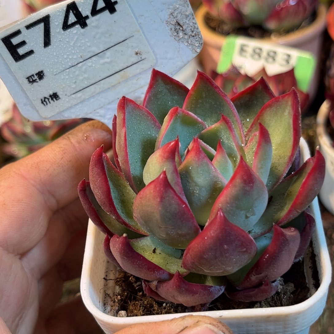 惊鸿一瞥744号多肉