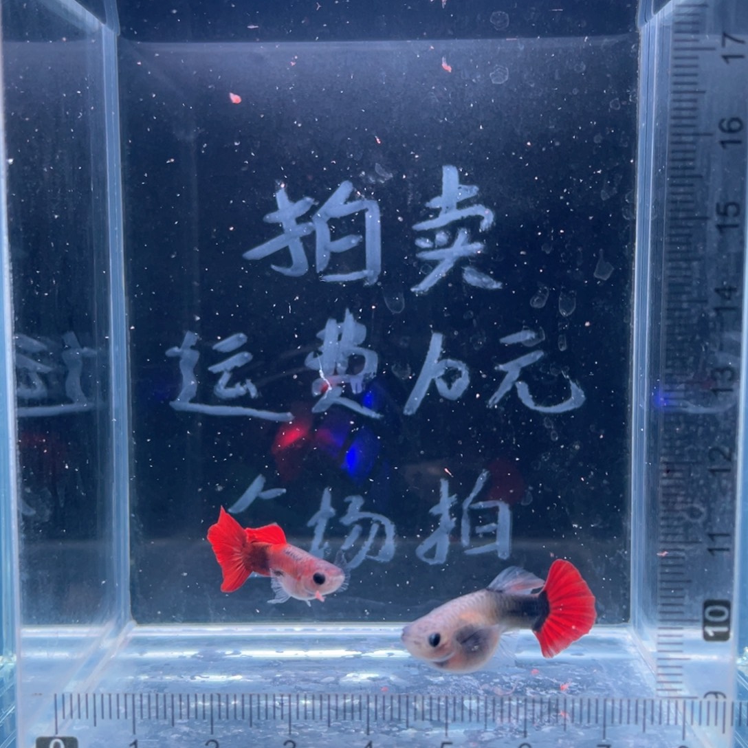 孔雀鱼越南红扇玻璃猫带胎种鱼一对