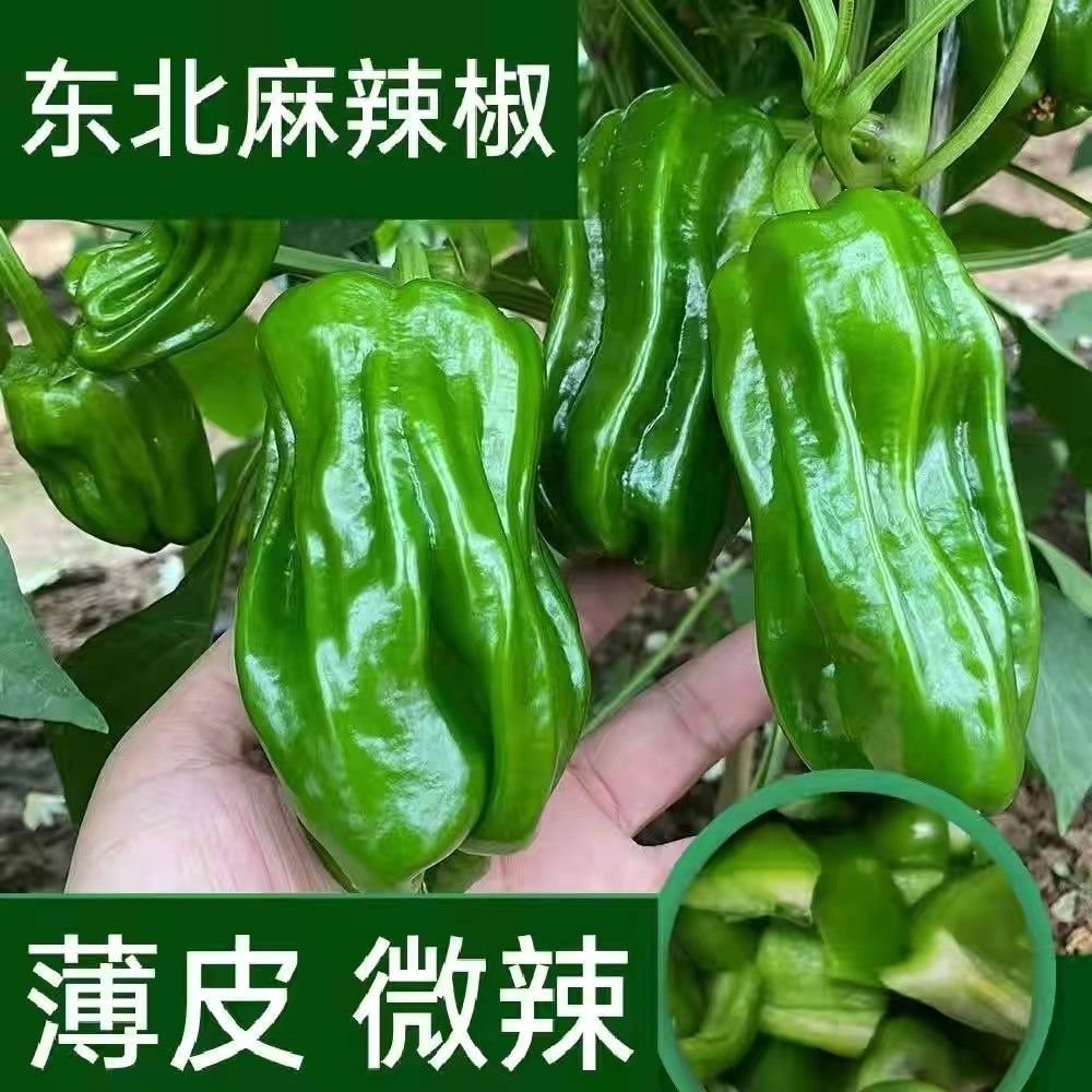 东北农家自种新鲜薄皮麻辣椒口感清新微辣顺丰包邮
