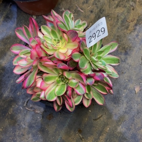 倾城多肉植物2929