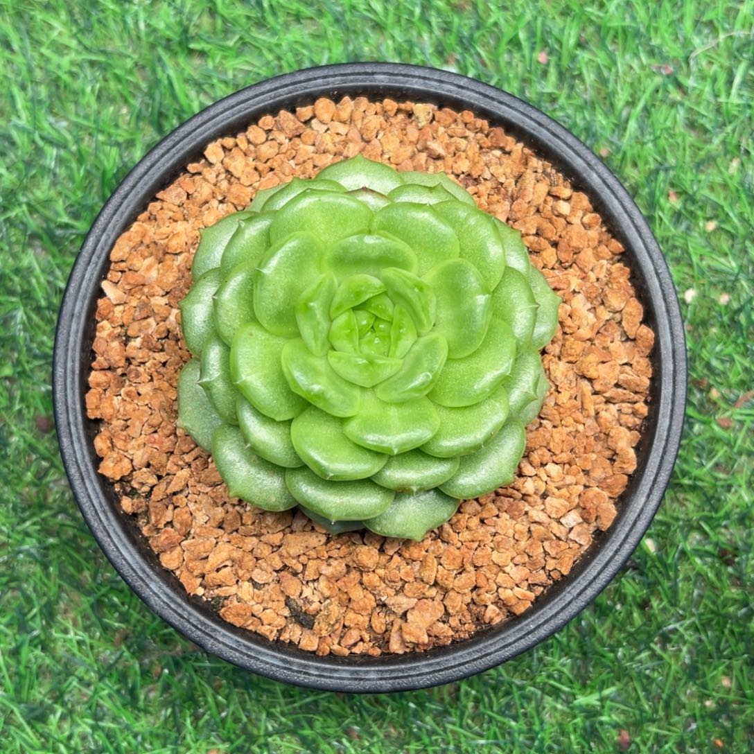灯泡珍妮，单头一物一拍