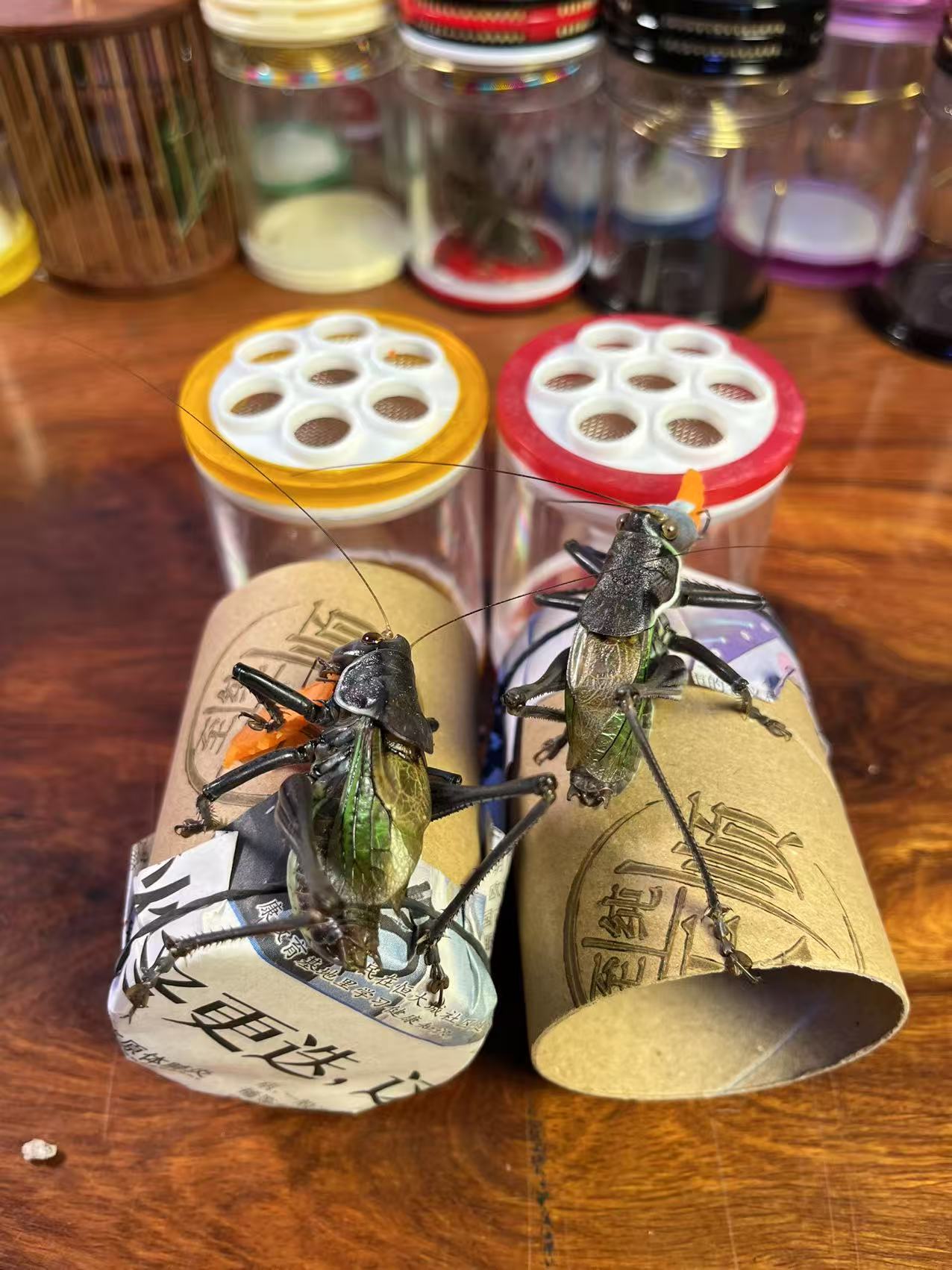 精品铁皮蝈蝈纸筒 憨叫蝈蝈（顺丰包邮 偏远地区不包邮）