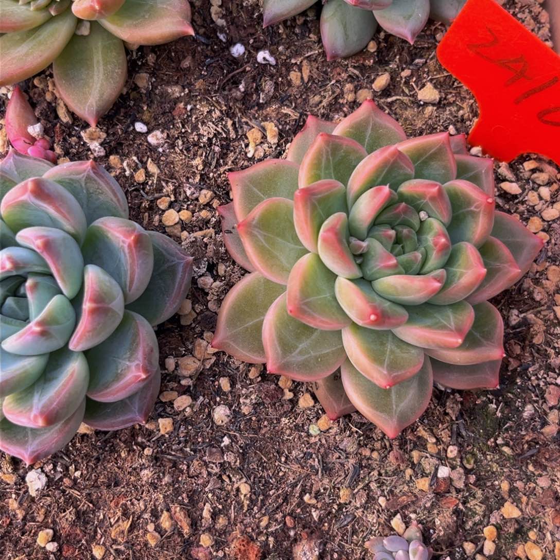 2416下午多肉植物群生