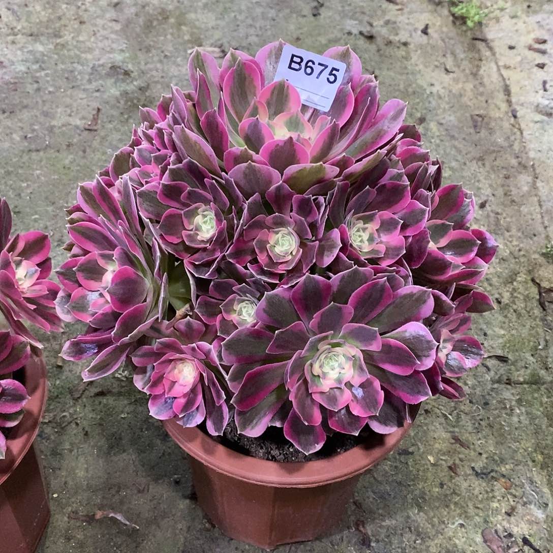 粉女郎多肉植物675