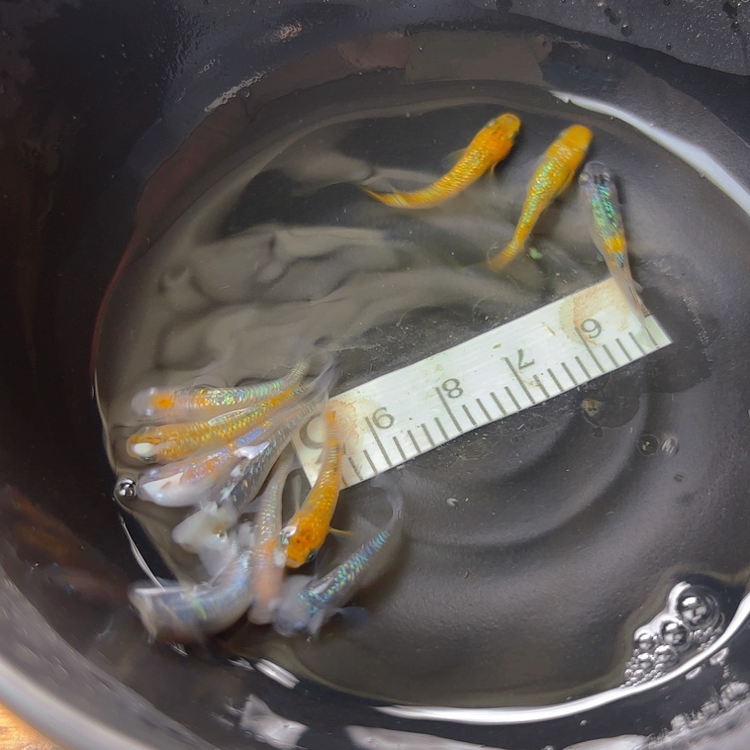 青鳉混搭，64号链接