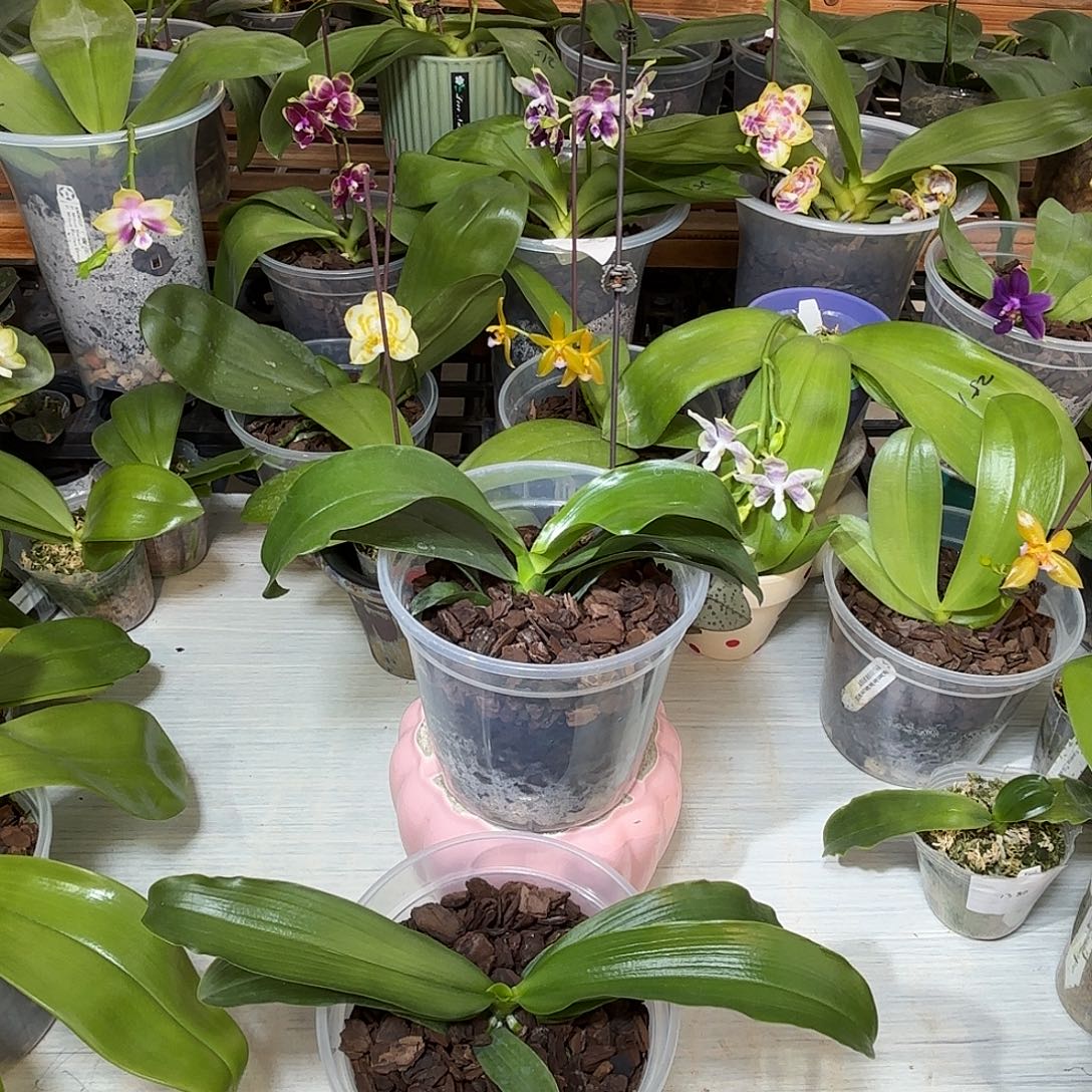 刘***哥当前无花栽培后可以开花