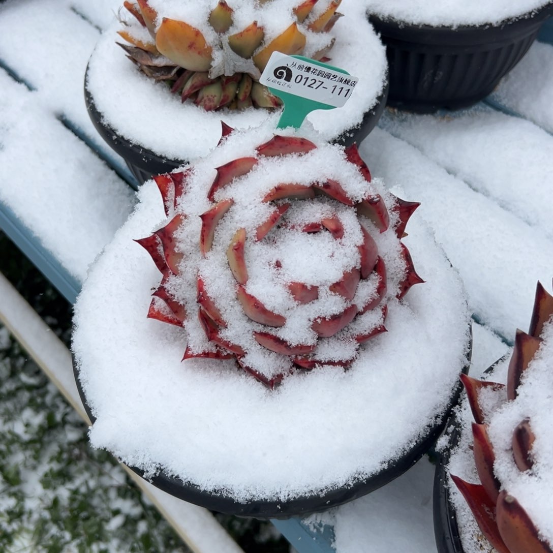 多肉一物一拍0127-111