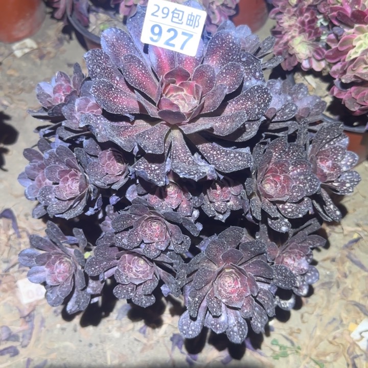 928晚霞……不包断枝