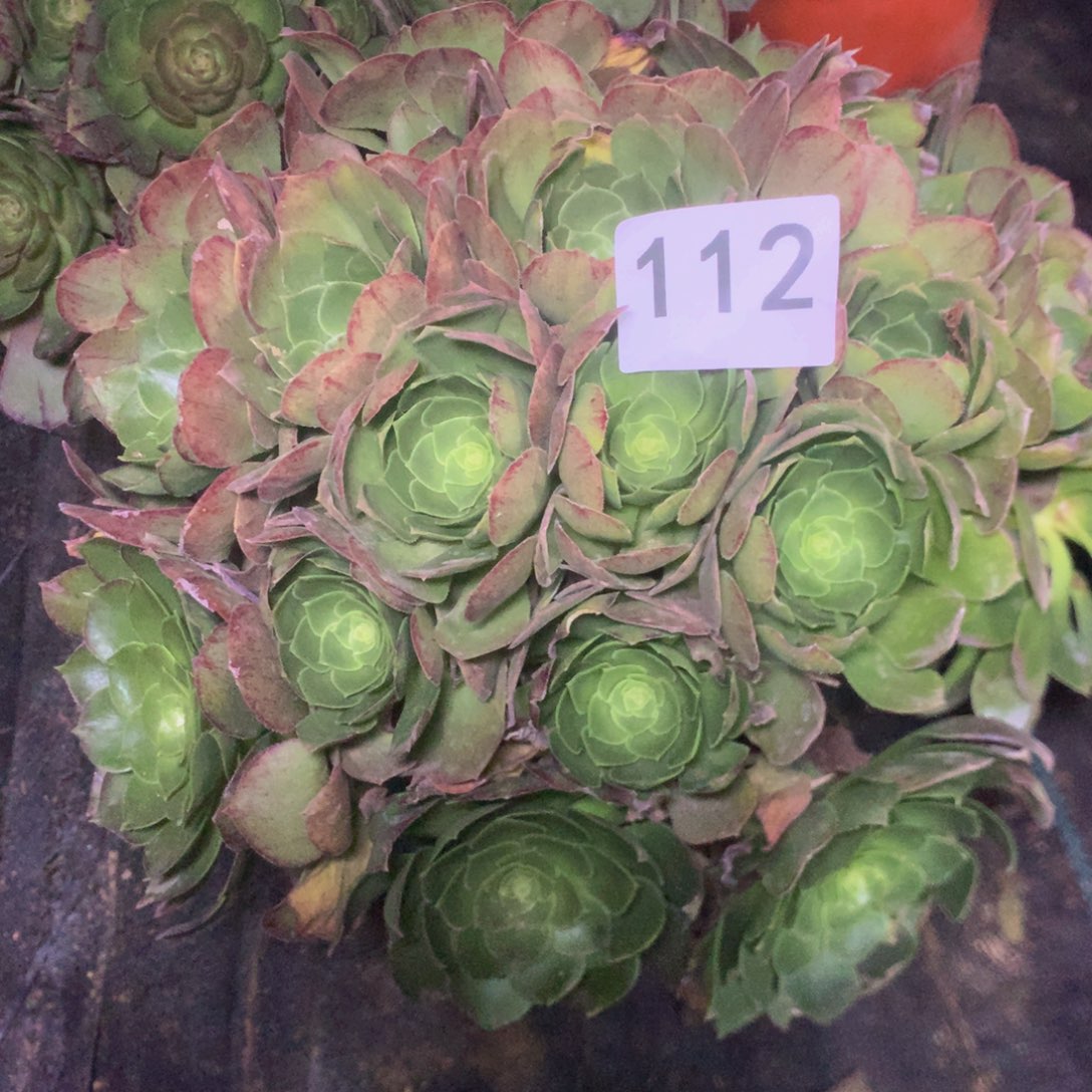 112万圣夜多肉植物