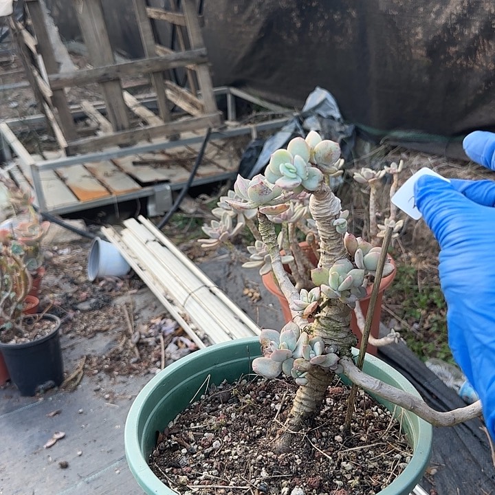 无**心216白凤脱土发不退不换