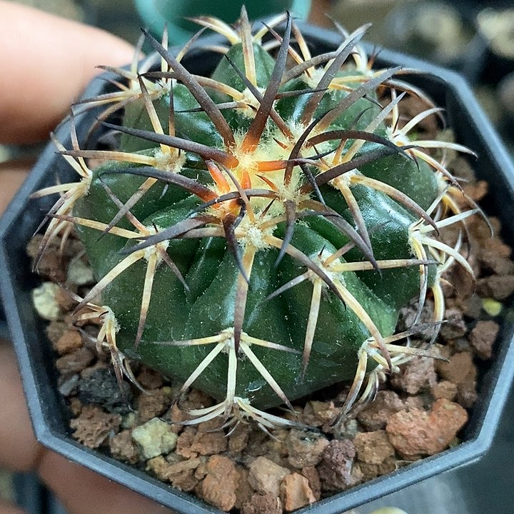 孤品实生暗刺豪刺圆盘玉4.8cm