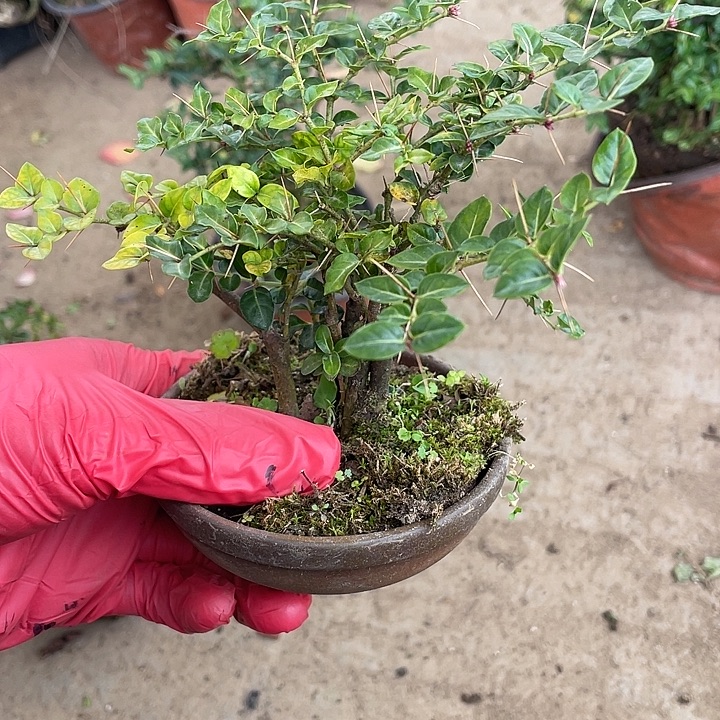 陈***正无花朵48菊花菊花菊花菊花