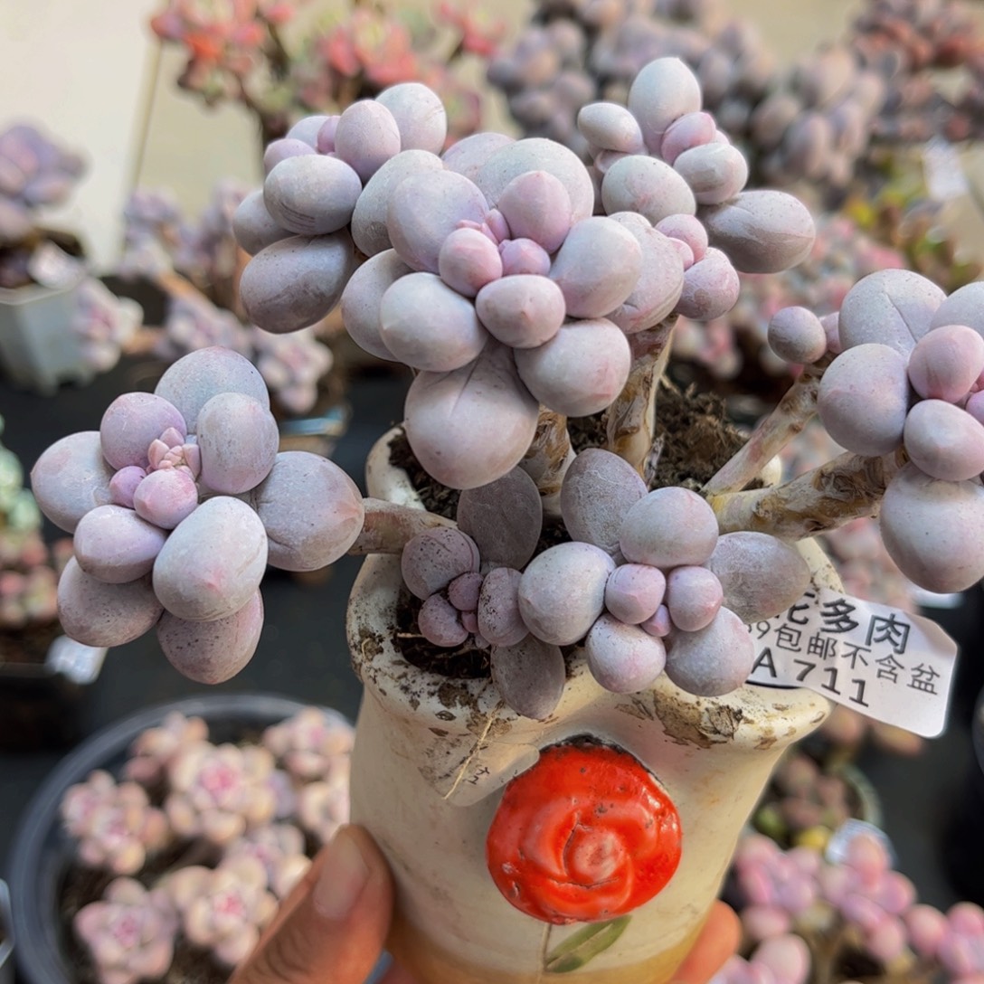 711/10cm香水手指多肉植物