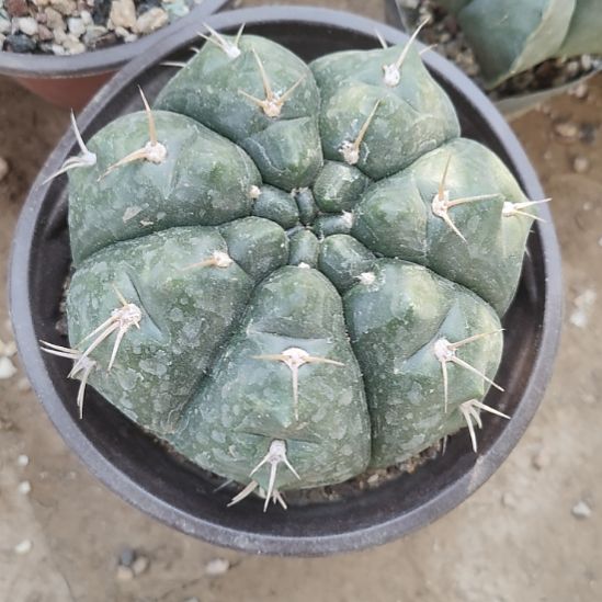 仙人球红花海王带根