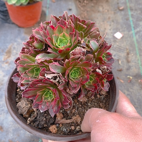 勤813安娜锦多肉植物