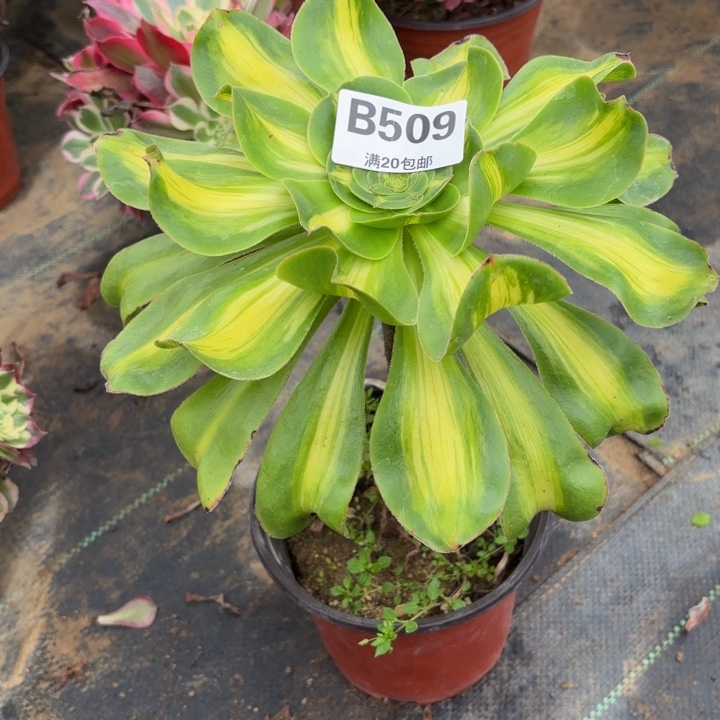 瑞妈，。。。。。。509暴君，