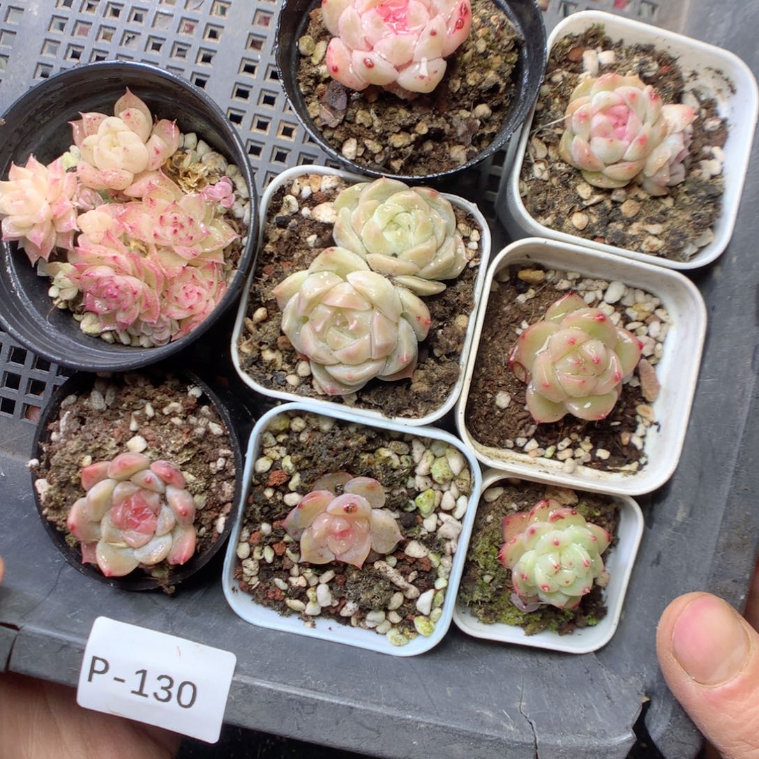 无花朵P130yyyyyyy