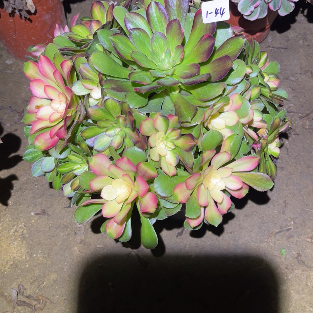 1-1-44流星雨法师锦