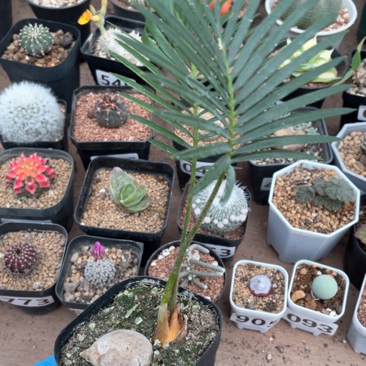 105铁树块根植物