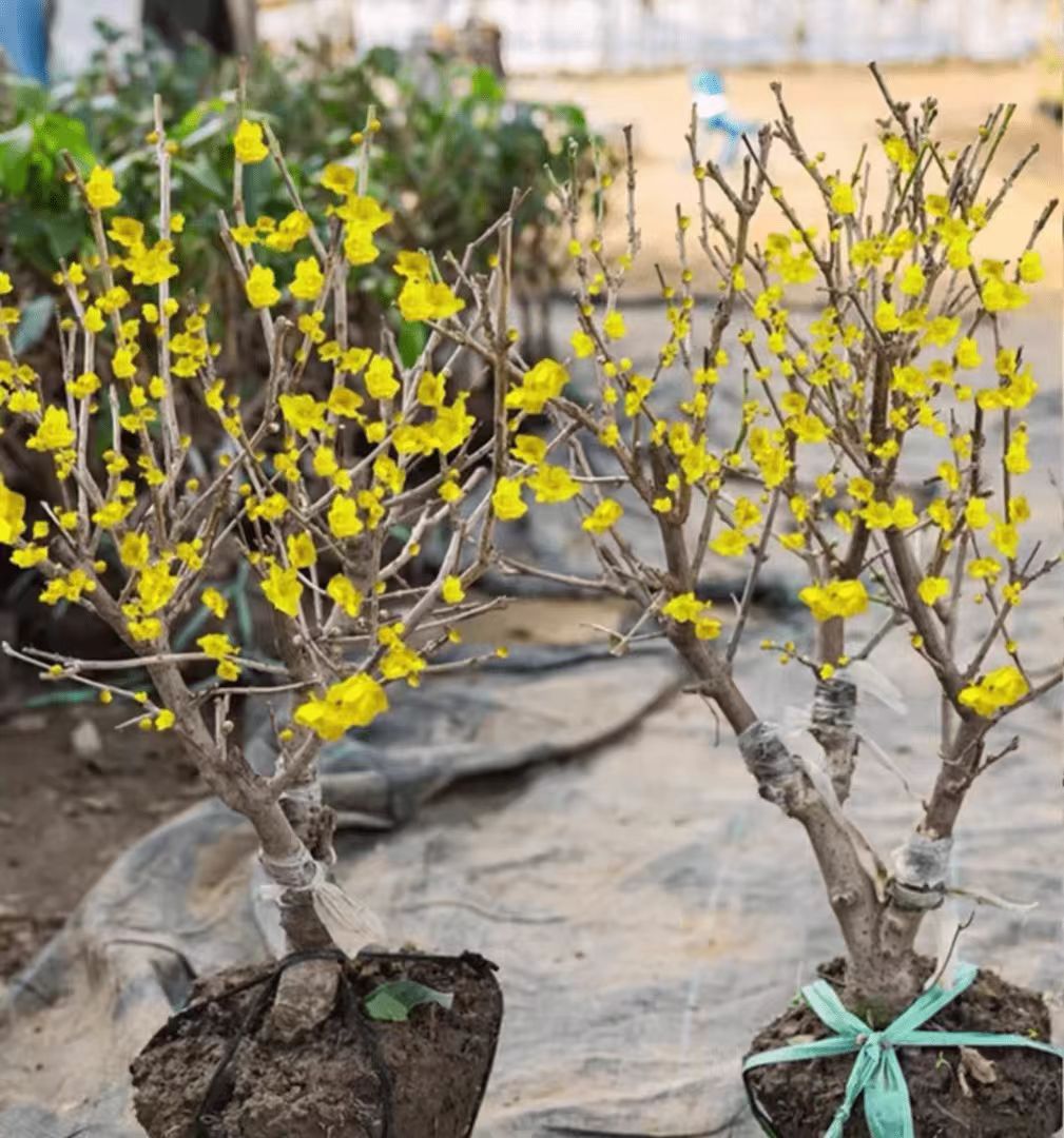 【萃达专属】腊梅盆栽冬季耐寒浓香花苗家居年宵花卉绿植