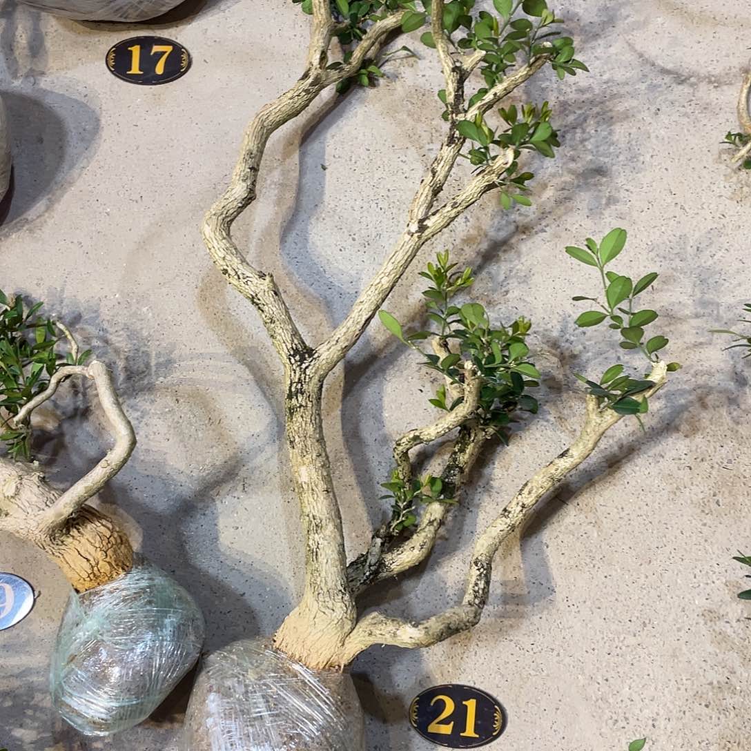 无花朵一起为梦想而加油