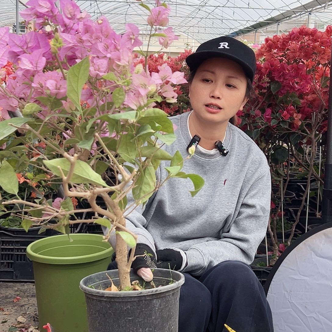 l***芬大部分花苞少量开放A26赛佛里