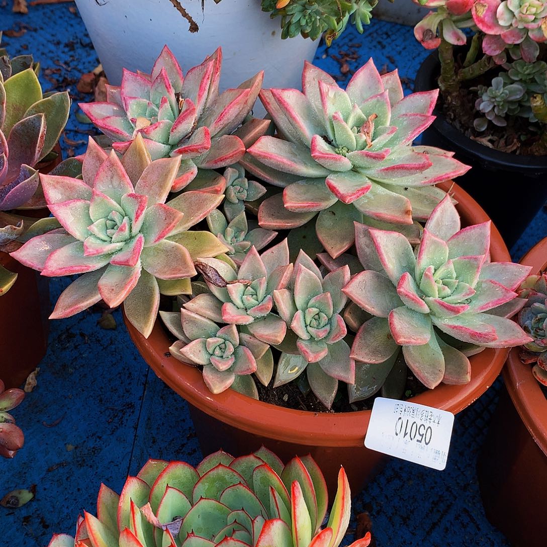 玉***心    冰心公主多肉05010