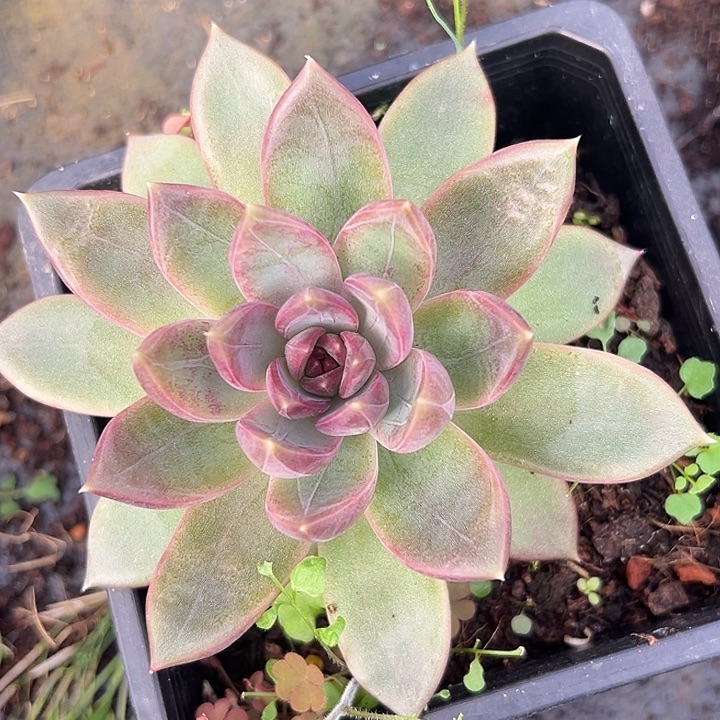 暗纹糖心美人特价多肉一物一拍