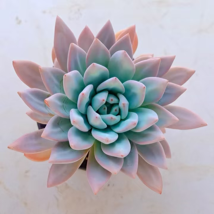 星星血 黄大锤多肉阳台露台植物栽种养护