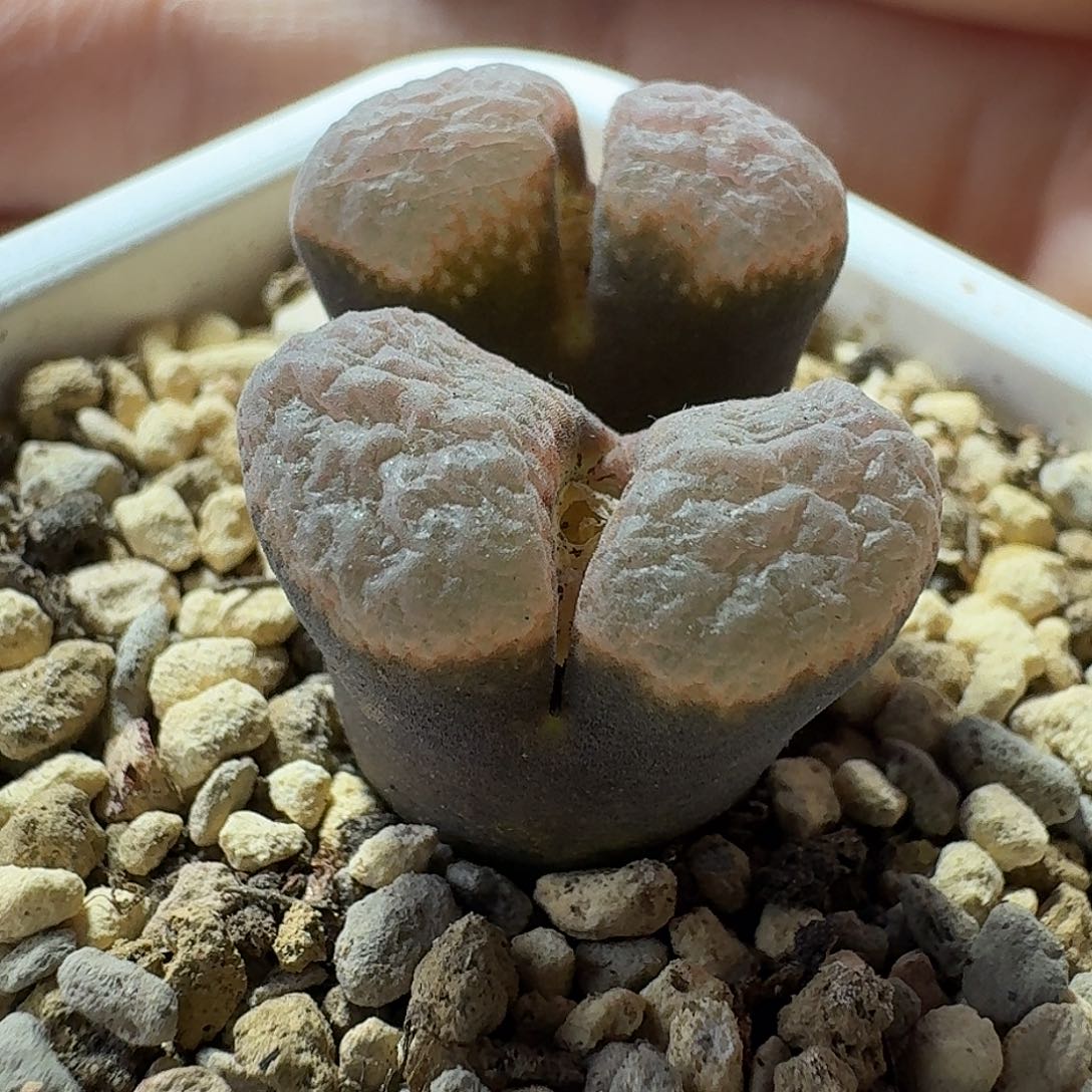 54号双头雪花窗风铃一物一拍