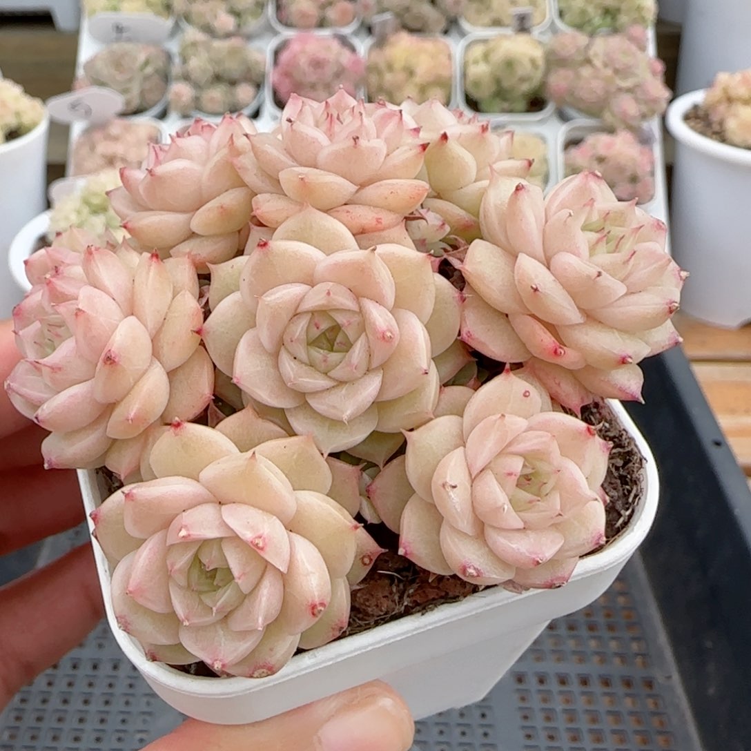 【闪购商品】0129-25花朵麦杆