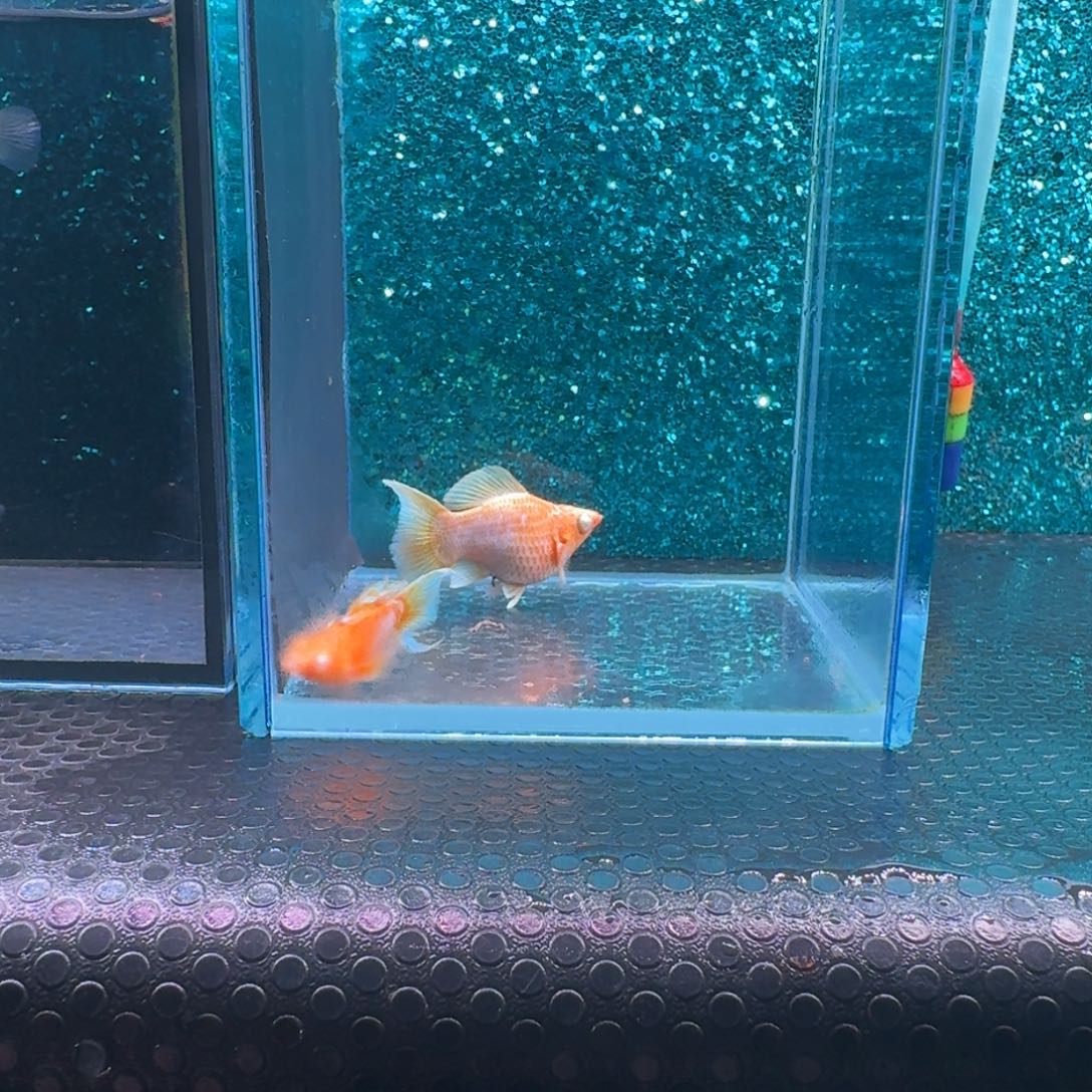 黑玛丽鱼543号玛丽2条