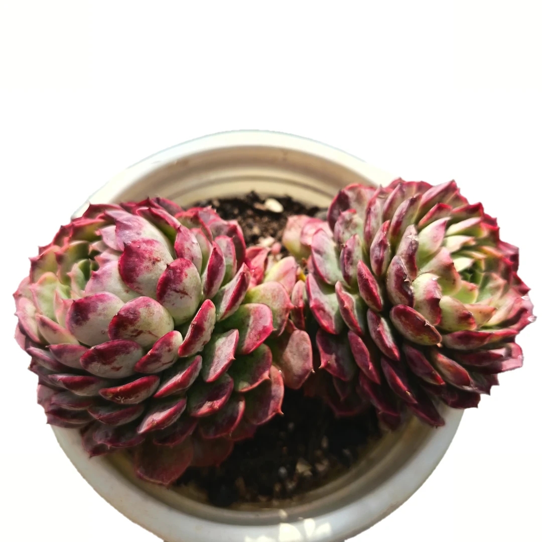 朱砂痣多肉植物 满15包邮 好养易活适合办公室阳台美观净化空气