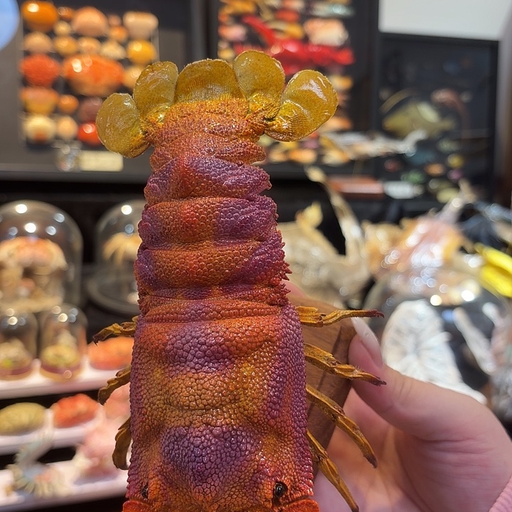 真实犀牛虾标本哦