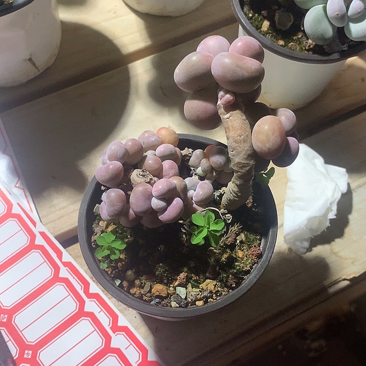 晨***曦虹口区啊本体户籍具体姐姐