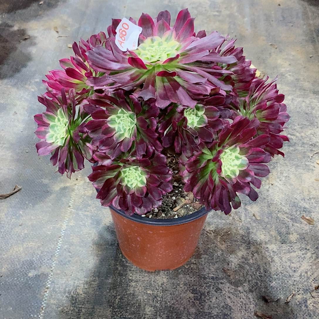 天合860多肉法师