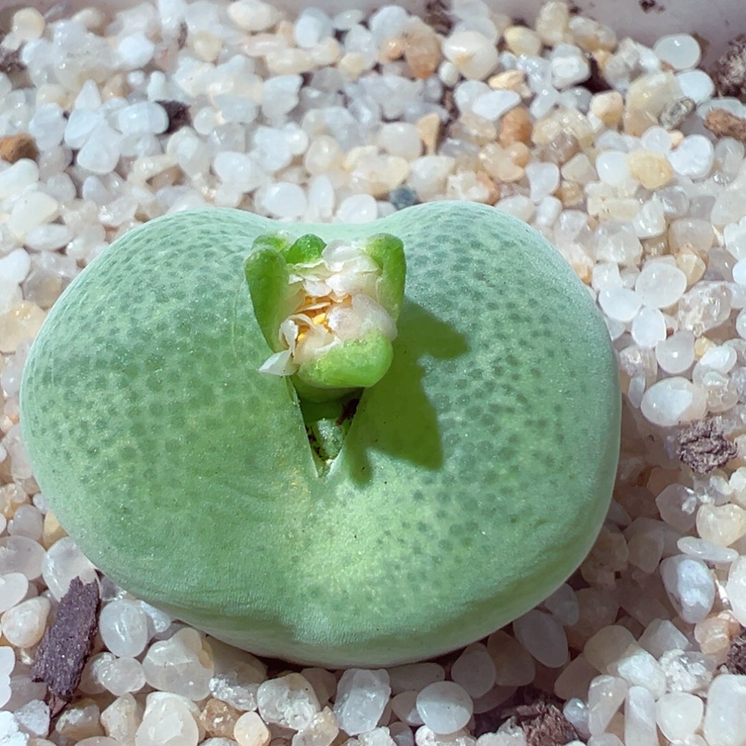 915-283多肉多肉翠光玉