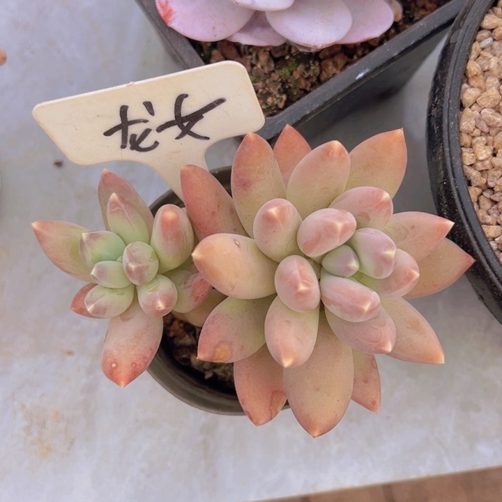 健健康康平平安安