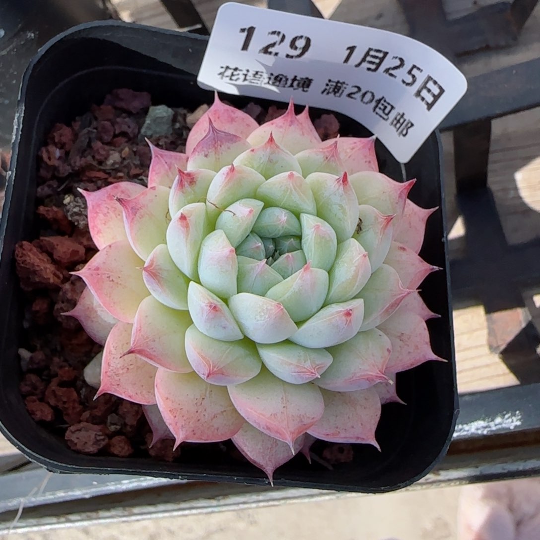 G****琴花语逸镜0125-129